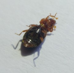 Tetrabrachys marginatus