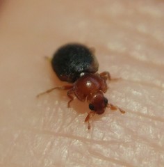 Tetrabrachys marginatus