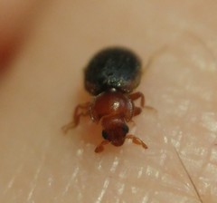 Tetrabrachys marginatus