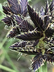 Cyperus macranthus