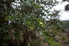 Pereskia weberiana