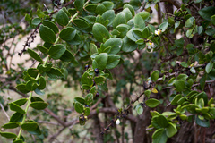Pereskia weberiana
