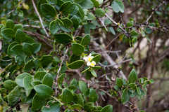 Pereskia weberiana