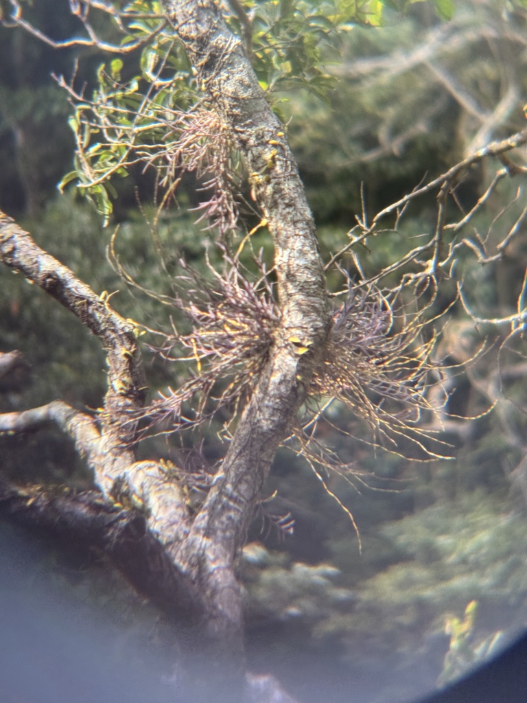 Dendrobium hainanense Rolfe 3