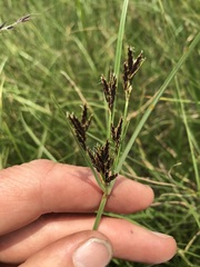 Cyperus rigidifolius