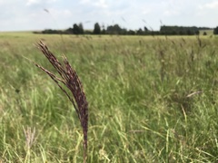 Andropogon appendiculatus