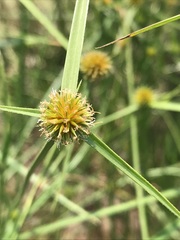 Cyperus erectus
