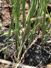 Cyperus erectus