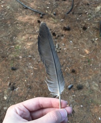 Columba livia domestica