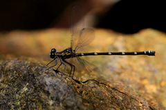 Caledopteryx maculata