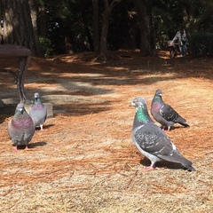 Columba livia domestica