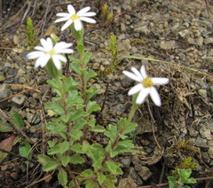 Vittadinia australis