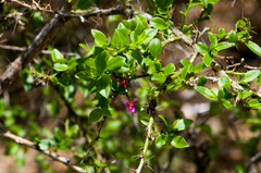Pereskia weberiana