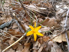 Crocus angustifolius