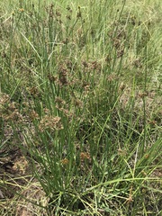 Cyperus denudatus