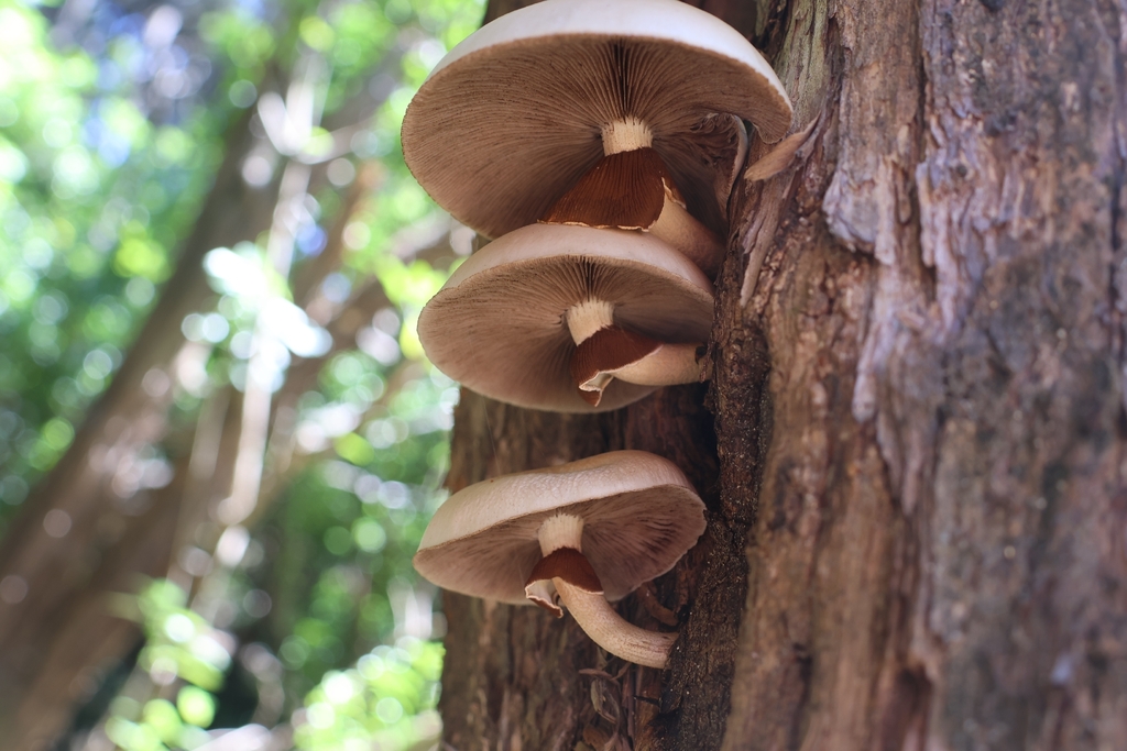Cyclocybe parasitica · February 2026 · photo: © twalcher (iNaturalist, cc-by)