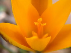 Crocus angustifolius