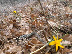 Crocus angustifolius