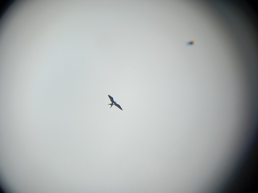 Andrew's frigatebird (Fregata andrewsi)