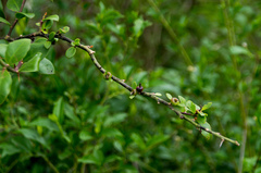 Pereskia weberiana