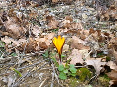 Crocus angustifolius