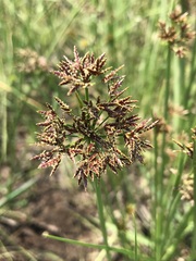 Cyperus denudatus