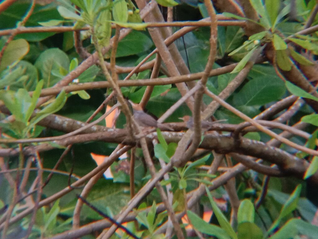 Ashy Tailorbird (Orthotomus ruficeps)