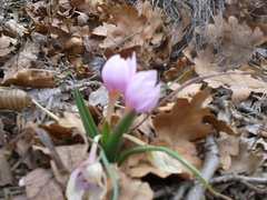 Colchicum triphyllum