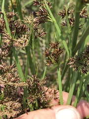 Cyperus denudatus