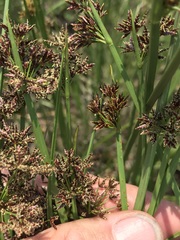 Cyperus denudatus