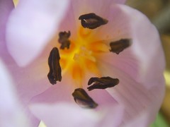 Colchicum triphyllum