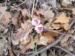 Colchicum triphyllum