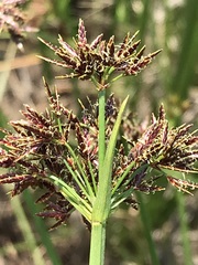 Cyperus denudatus