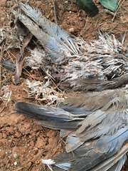 Streptopelia decaocto