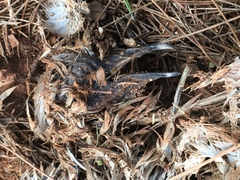 Streptopelia decaocto