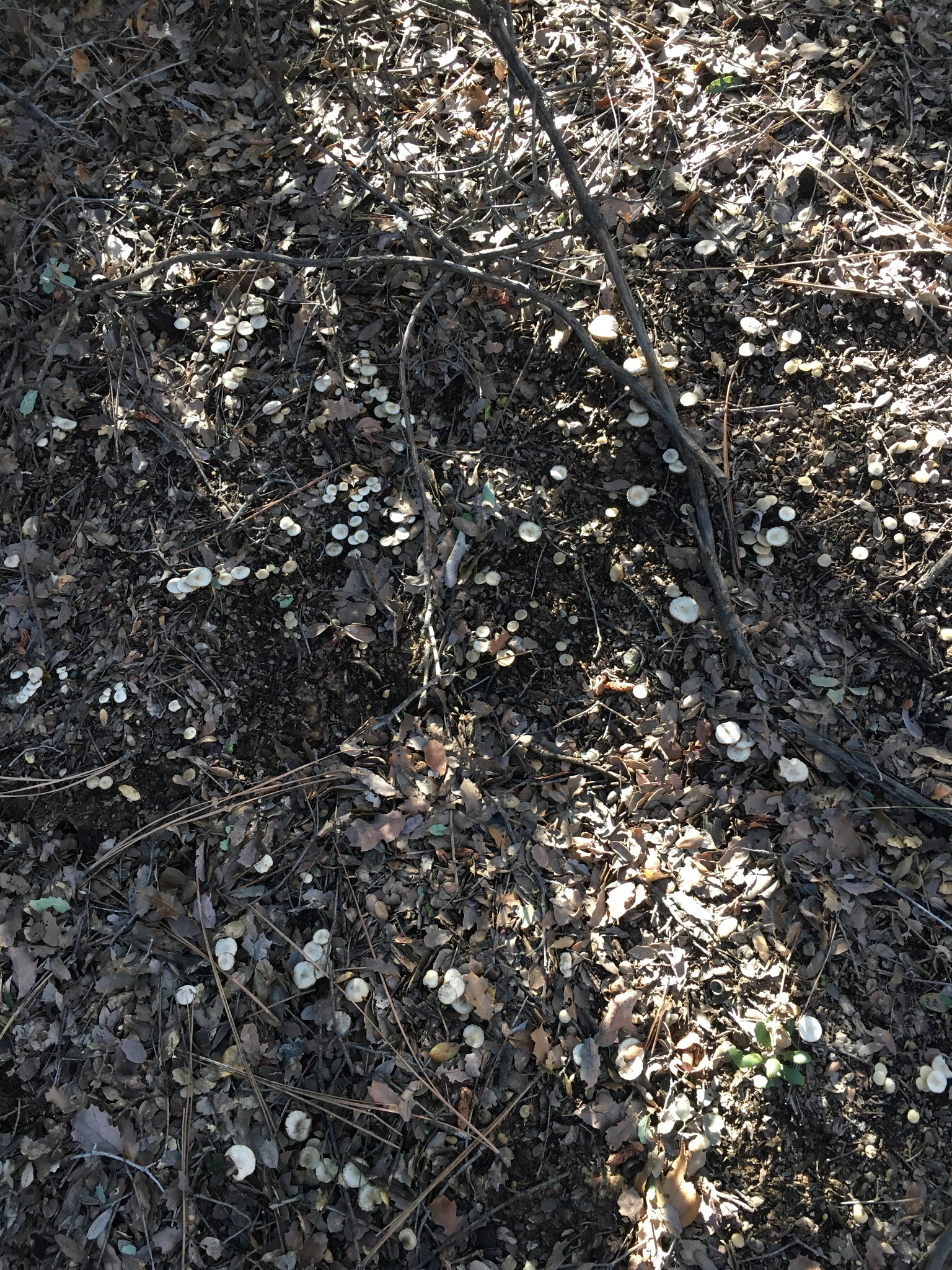 Marasmius albogriseus image