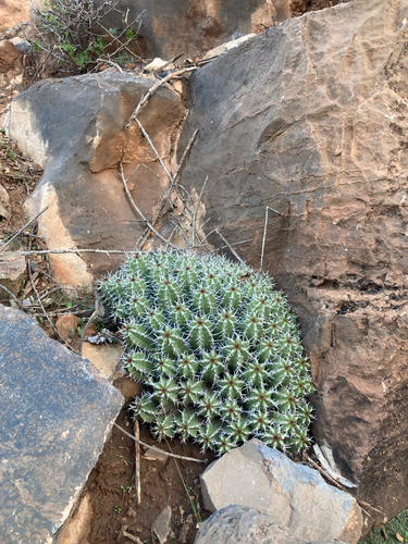 Euphorbia officinarum echinus
