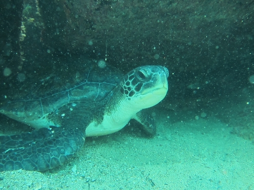 Chelonia mydas