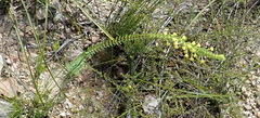 Struthiola fasciata