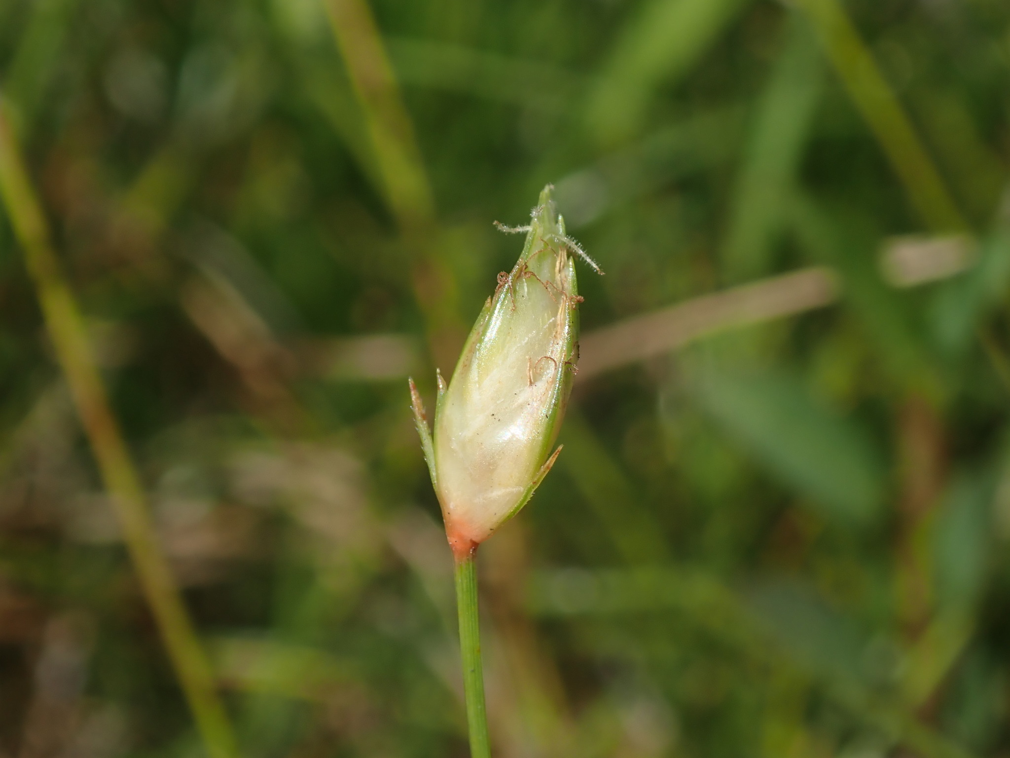 (c) Daniel Cahen, certains droits réservés (CC BY) https://www.inaturalist.org/observations/38618674