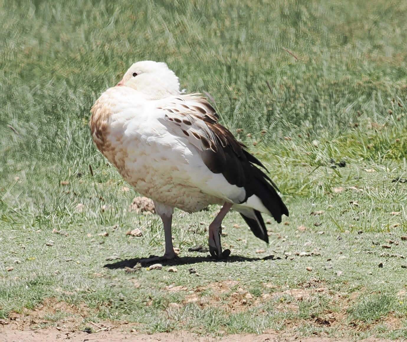 Andean Goose (Chloephaga melanoptera), photo 6