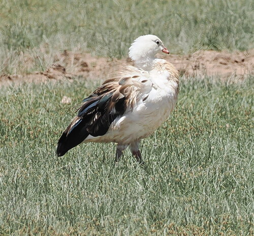 Andean Goose (Chloephaga melanoptera), photo 5