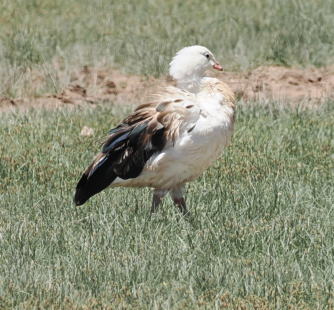 Andean Goose (Chloephaga melanoptera), photo 5