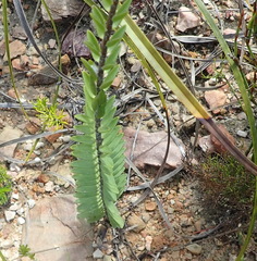 Struthiola fasciata