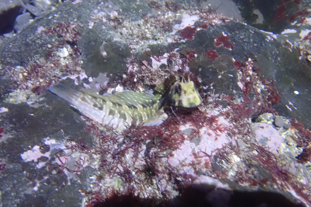Red Rockskipper Rippled Rockskipper from 228台灣新北市貢寮區 on February 6, 2026 at 05:01 AM by ...