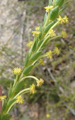 Struthiola fasciata