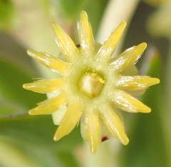 Struthiola fasciata