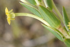 Struthiola fasciata