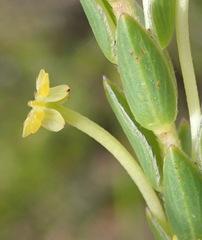 Struthiola fasciata