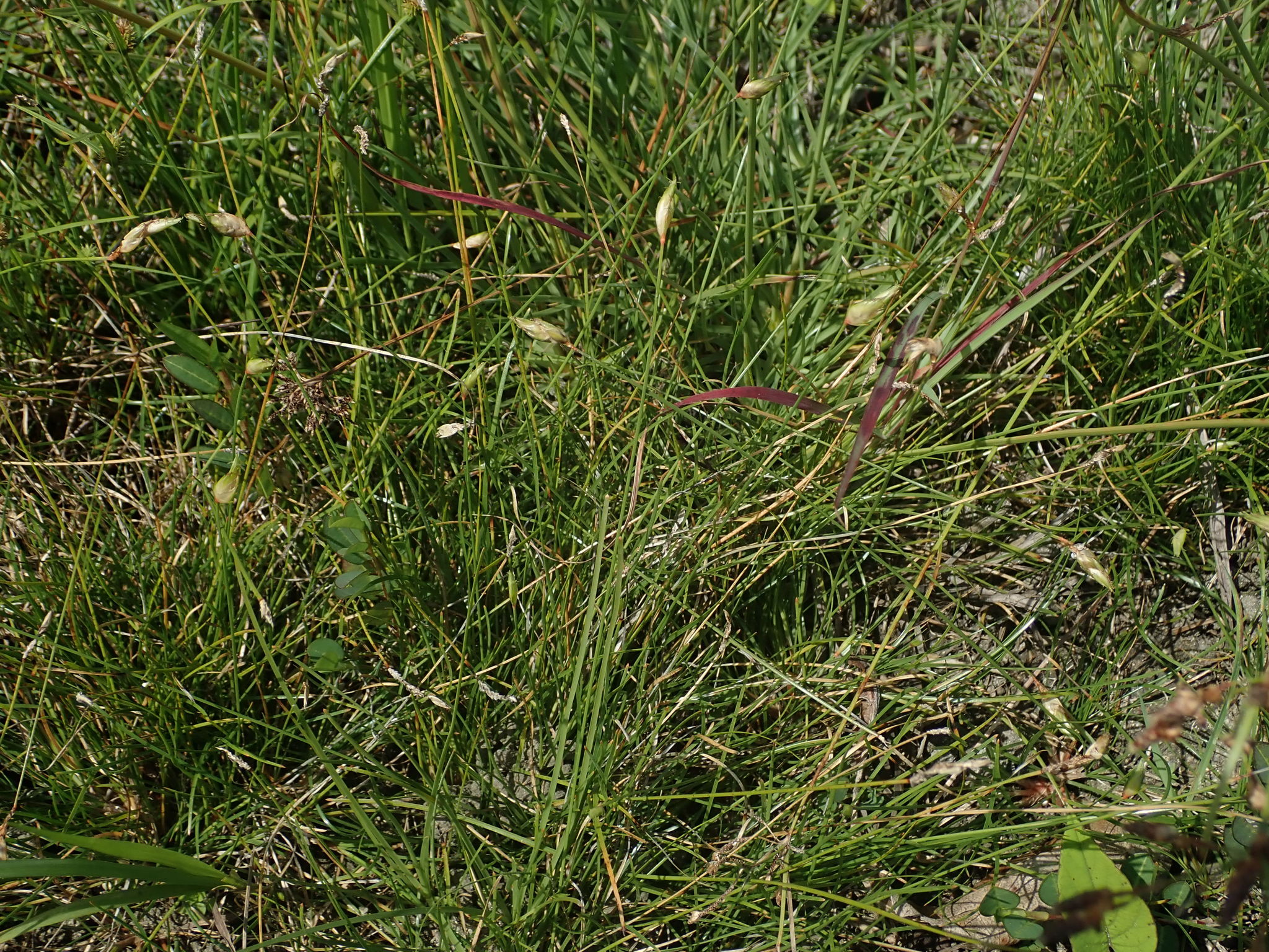 (c) Daniel Cahen, certains droits réservés (CC BY) https://www.inaturalist.org/observations/38618674
